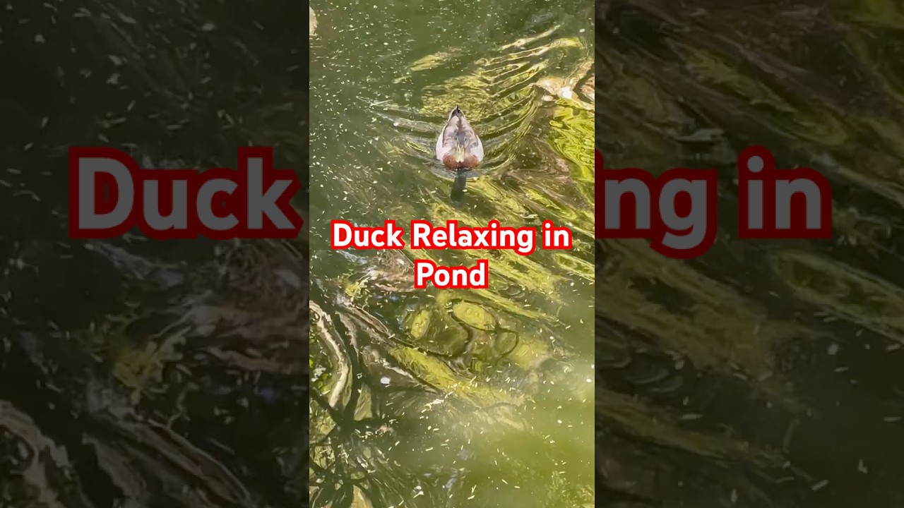 Duck Enjoying a Relaxing and Peaceful Pond. 