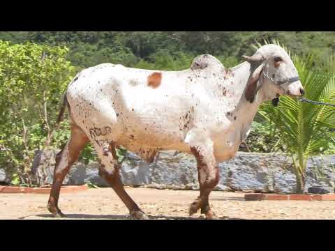 LOTE 26 •  LEILÃO GIR LEITEIRO RCLR FAZENDA CLÁUDIA • RCLR 123