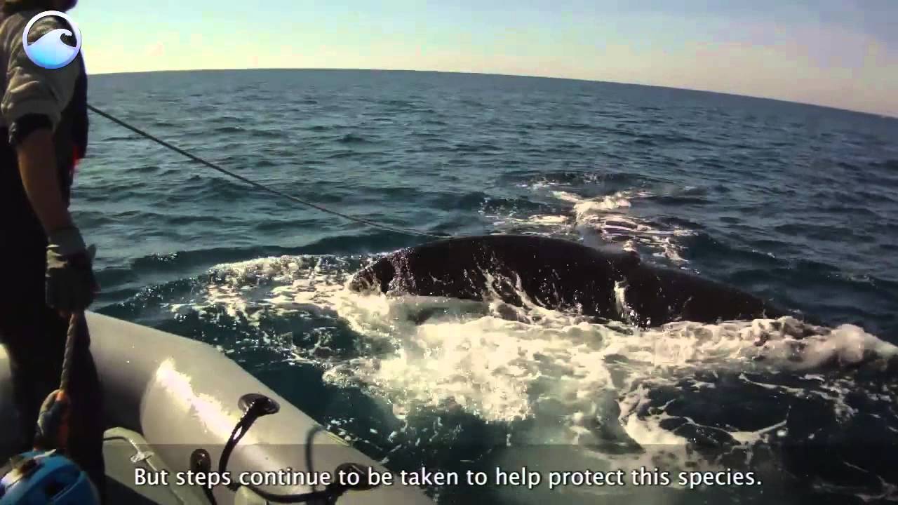 Endangered Ocean: North Atlantic Right Whales