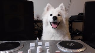 DOG LEARNS HOW TO DJ!!