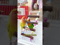 🐦 Smart Lovebird Climbs Ladder to Cozy House! ❤️