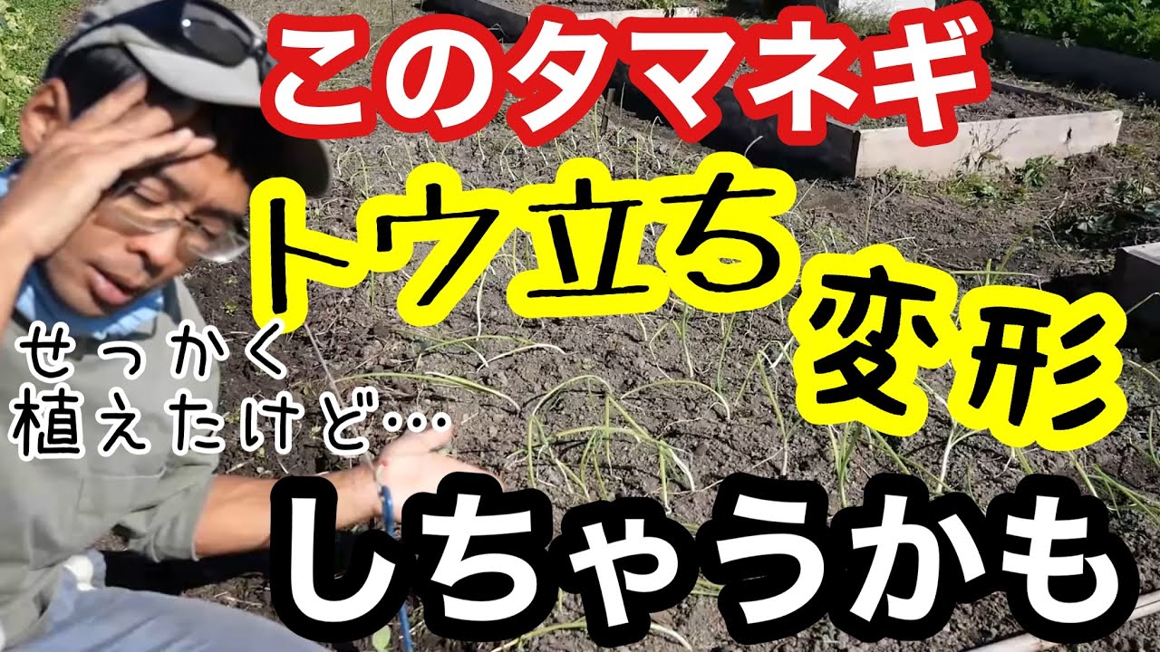 Home gardening] Don't buy large seedlings? How to prevent onions
