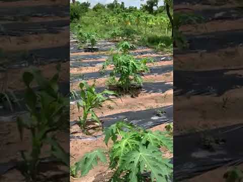 Vidéo: Pawpaw Picking Season - Conseils pour la récolte des fruits de la papaye