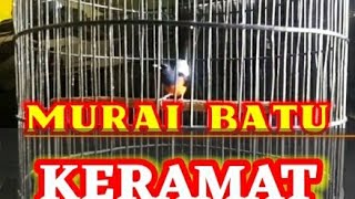 Download Lagu MURAI BATU GACOR 100% AMPUH MP3