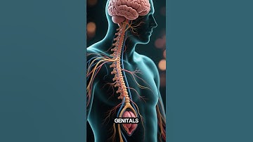 💞 The Reproductive System Explained Simply #ScienceShorts #shorts