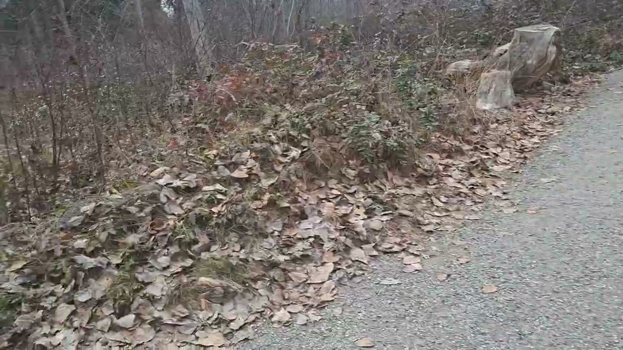 To  my ex head queen wife leona Ackerman of spain 🇪🇸 ♥️ ❤️ 💖 💕 ✨️ 🇪🇸 ♥️ 