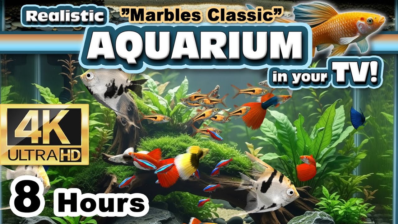 Virtual 4K AQUARIUM / Realistic 3D FISHTANK sim *Various species of Fishes *Natural bubble sound