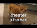 Video Chester the molester Sloan