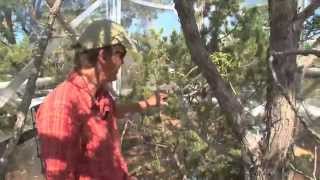 Tree Death Study's Climate Change Connections