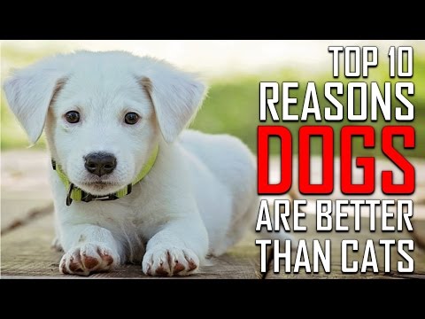 Video: Sådan fodrer du en lille hund med ingen tænder