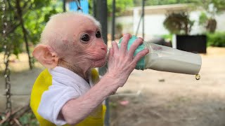 Baby monkey Bon Bon practice sucking bottles and playing swings