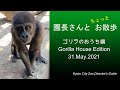 20210531園長さんとちょっとお散歩 ごりらのおうち/Kyoto city zoo director's guide, Gorilla House Edition 31 May 2021.