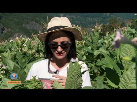 მე ვარ ფერმერი - თუთუნი