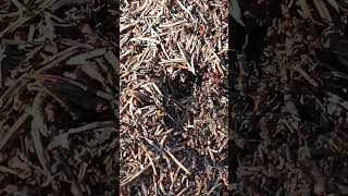 Ремонт большого муравейника в лесу,муравьи трудяги! #nature #animals #муравьи