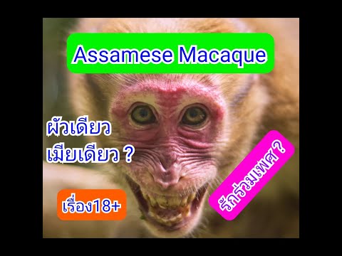 Monkeys sexuality secret เรื่องลับๆ 18+ ของลิงวอกภูเขา ลิงผสมพันธุ์กันยังไง (ENG-SUB)