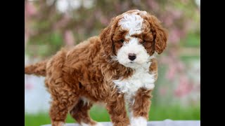 Mini Goldendoodle Puppies for Sale by Infinity Pups 33 views 5 days ago 1 minute, 9 seconds