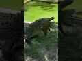 #crocodile #attack #animals #wildlife #fighting #imotional #shorts #animals