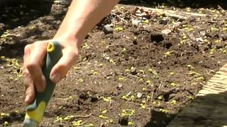 How to Plant Black-Seeded Simpson Lettuce : Planting & Gardening Vegetables