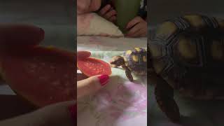 Tortoise Reacts Adorably to Tasting Guava