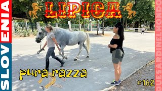 World Tour #162 - SLOVENIA - Lipica..Pura Razza !