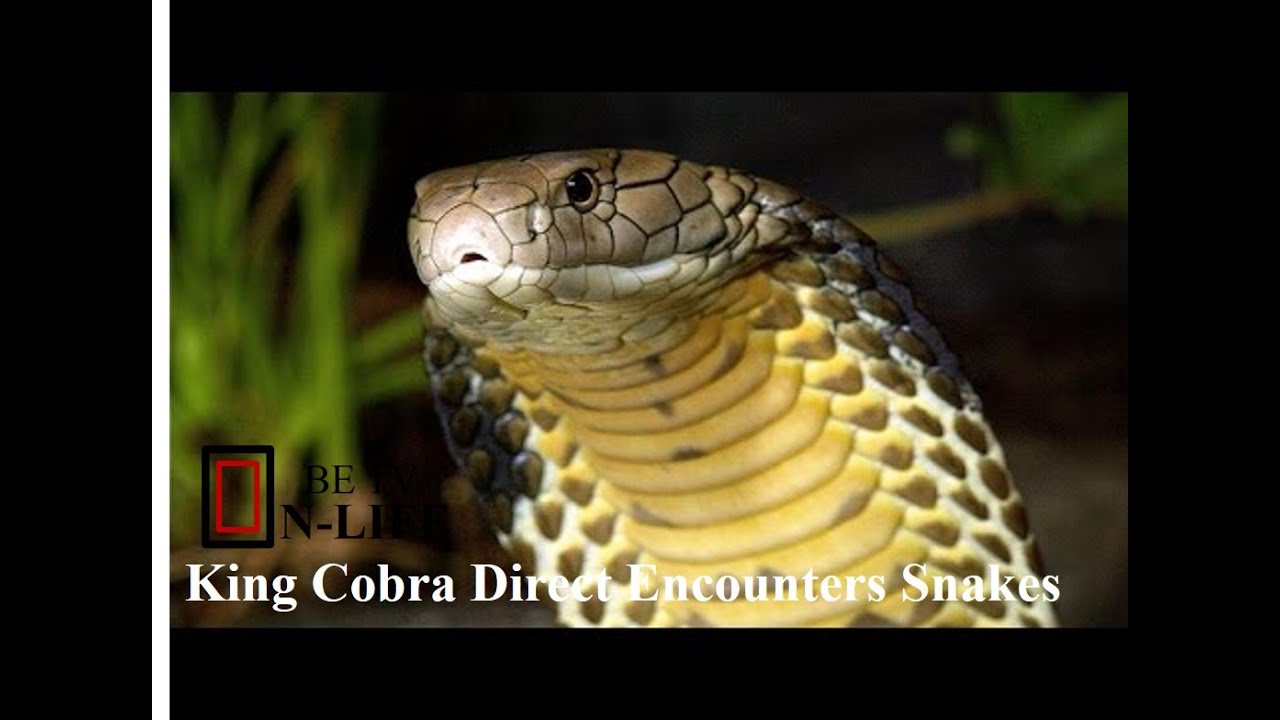 Documentary national geographic King Cobra Direct Encounters Snakes Documentaries YouTube