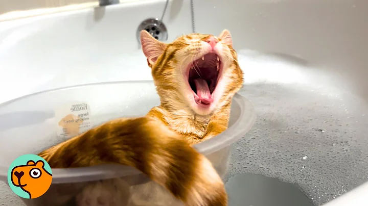 Video 10306311: mom cat bathing, ginger cat bathing