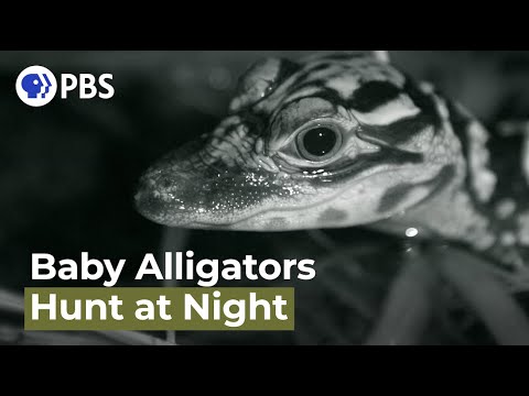 Watch Baby Alligators Hunt at Night