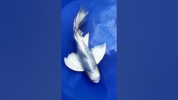 Cá chép koi đẹp nhất | lão hạc và con cá vàng