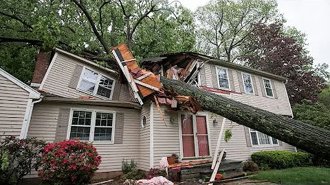 Dangerous Idiots Tree Felling Fails With Chainsaw - Heavy Big Removal Fails Tree Falling On Houses