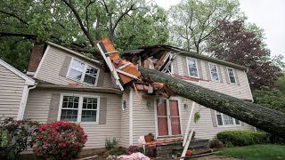 Dangerous Idiots Tree Felling Fails With Chainsaw - Heavy Big Removal Fails Tree Falling On Houses