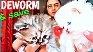 persian cat deworming | cat deworming schedule in hindi