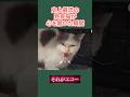 史上最恐の野良猫が心を開いた瞬間