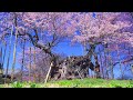 4K映像 桜の名所「実相寺の山高神代桜 早朝編」日本最古 樹齢2000年  日本の美しい四季 山梨県北杜市 3月下旬 お花見 絶景自然風景 cherry blossom