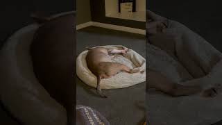 Bull Terrier Being Crazy Lol