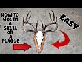 How To Mount A Skull On A Plaque