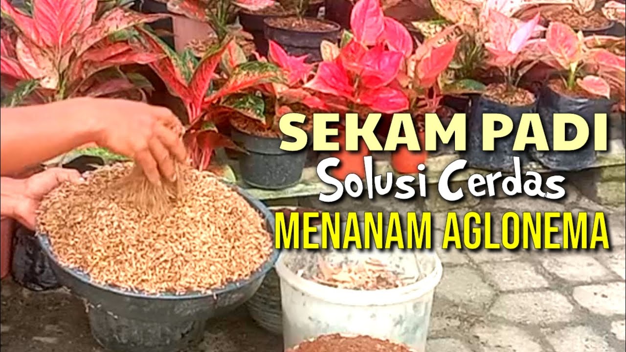 RAHASIA CARA MEMBUAT MEDIA TANAM AGLONEMA || MEDIA TANAM @sigitflorist