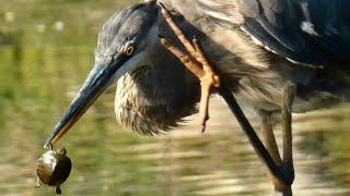 Heron eating turtle | Unexpected escape