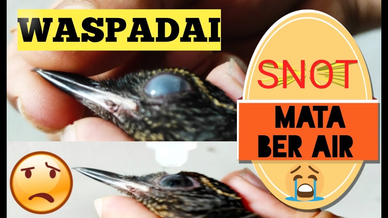 CARA MENGOBATI MURAIBATU MATA BER AIR/ SNOT // (PERNAFASAN TERGANGGU)