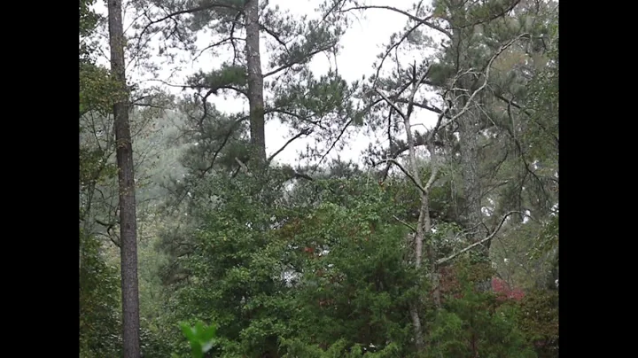 Hour long Rainstorm in North Georgia