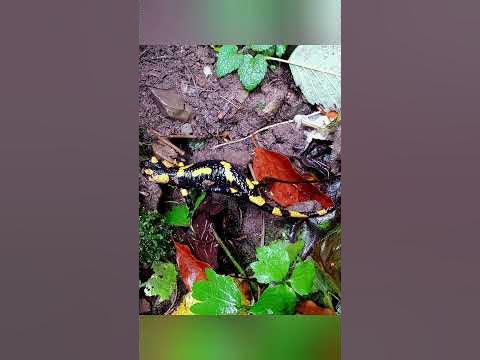 Саламандра вогняна або плямиста! #ящур #сисмолоко #Україна #карпати # ...