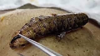 Download Lagu 𝑭𝒂𝒄𝒊𝒂𝒍 𝑪𝒍𝒆𝒂𝒏𝒔𝒊𝒏𝒈 𝑭𝒂𝒄𝒆𝒐𝒇𝒇 𝑴𝒊𝒄𝒆𝒍𝒍𝒂𝒓 𝑾𝒂𝒕𝒆𝒓 𝒗𝒔 𝑪𝒍𝒆𝒂𝒏𝒔𝒊𝒏𝒈 𝑶𝒊𝒍  # 1180 MP3