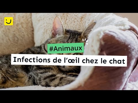 Vidéo: Synéchies Chez Les Chats - Problème Des Yeux De Chat - Adhérences De L'iris