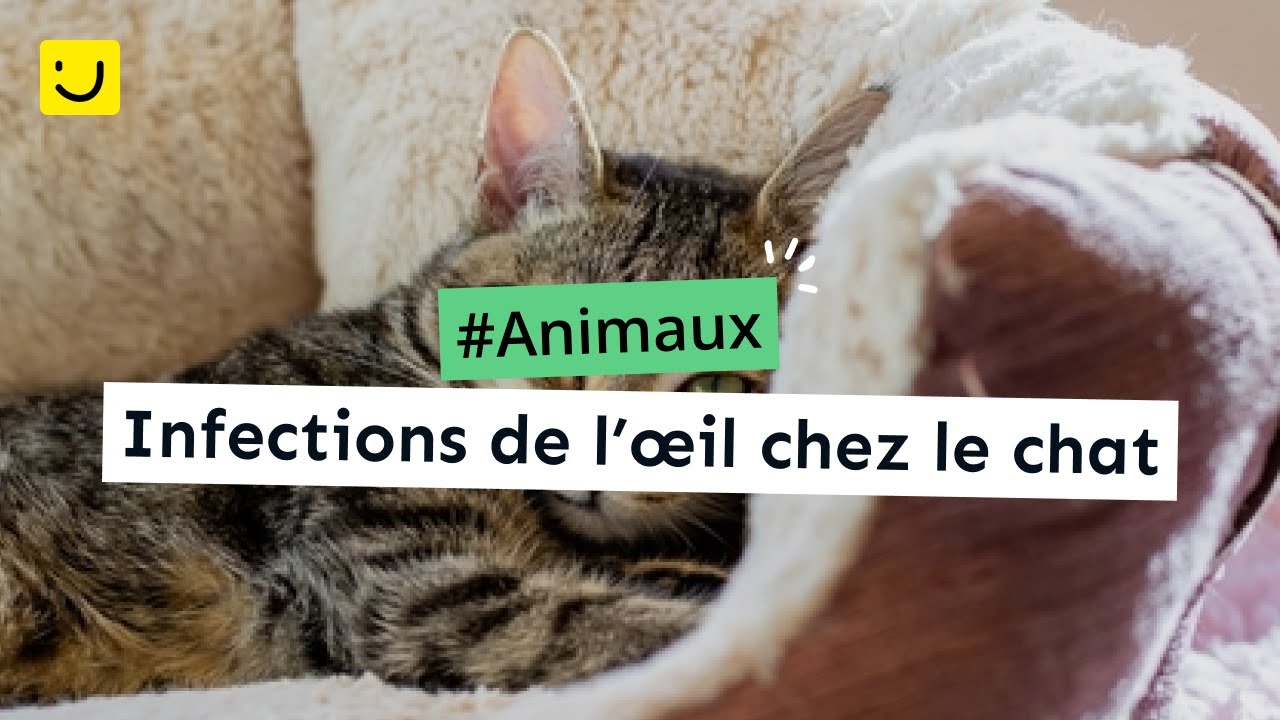 Infections De L œil Chez Le Chat Ooreka Fr Youtube