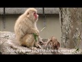 Nomugi and her baby the Japanese macaque 2020 "Let me go" / ニホンザルのノムギと赤ちゃん「その手を離すでちゅ」（上野動物園）