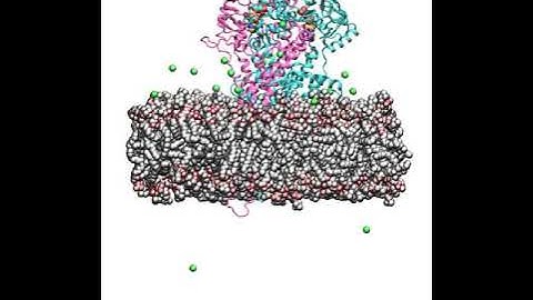 CFTR embedded in membrane