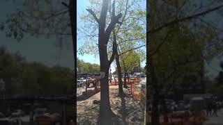 CONTINÚAN DEFORESTANDO MONTEVIDEO!!" Av. General Flores 07/10/19.