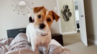 Henry the Jack Russell Terrier Dog Morning Wake Up Call!