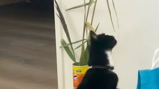 Кошка кушает бамбук - смешные животные