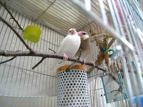 【文鳥雛】いつも仲良し