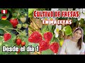 CUIDADOS de las PLANTAS DE FRESA EN MACETAS | Cultivo de fresas en macetas | Mi huerto en Alemania